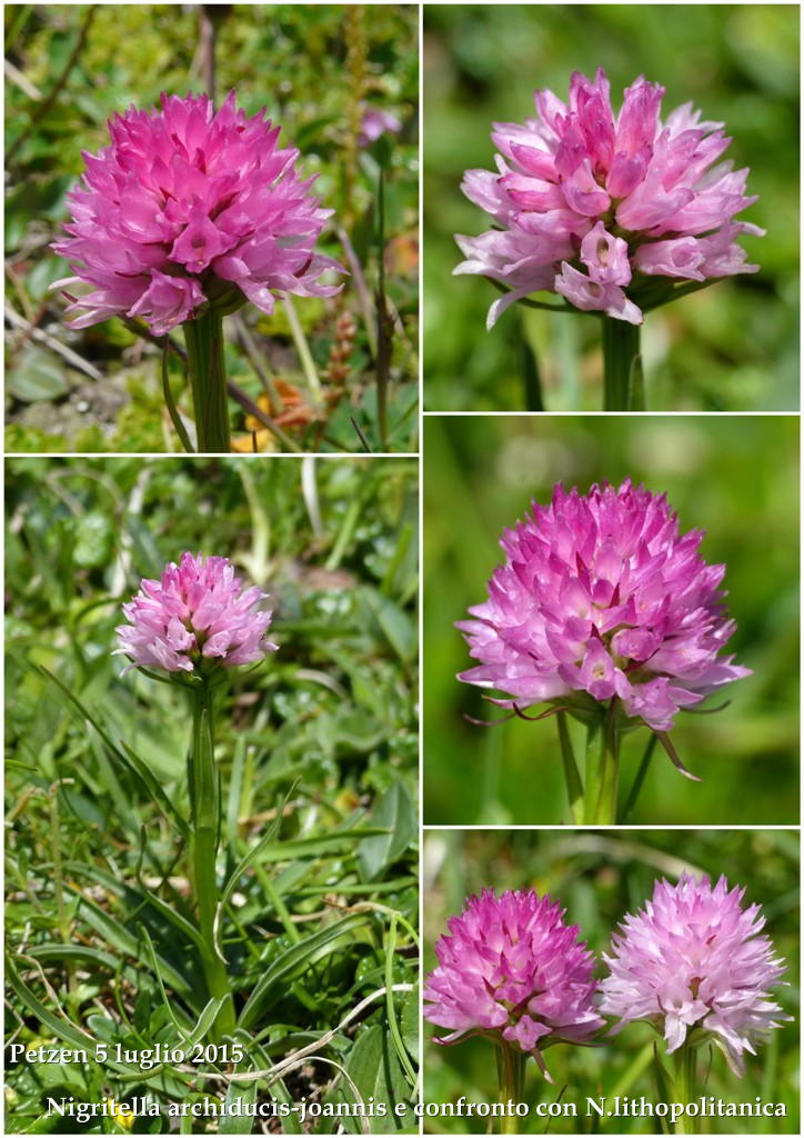Orchidee alpine austriache ( M.Traweng, Burgeralm, Petzen, M.Dobratsch)